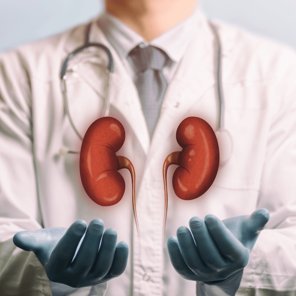 Doctor holding kidneys - Fresno Nephrology Kidney Foundation