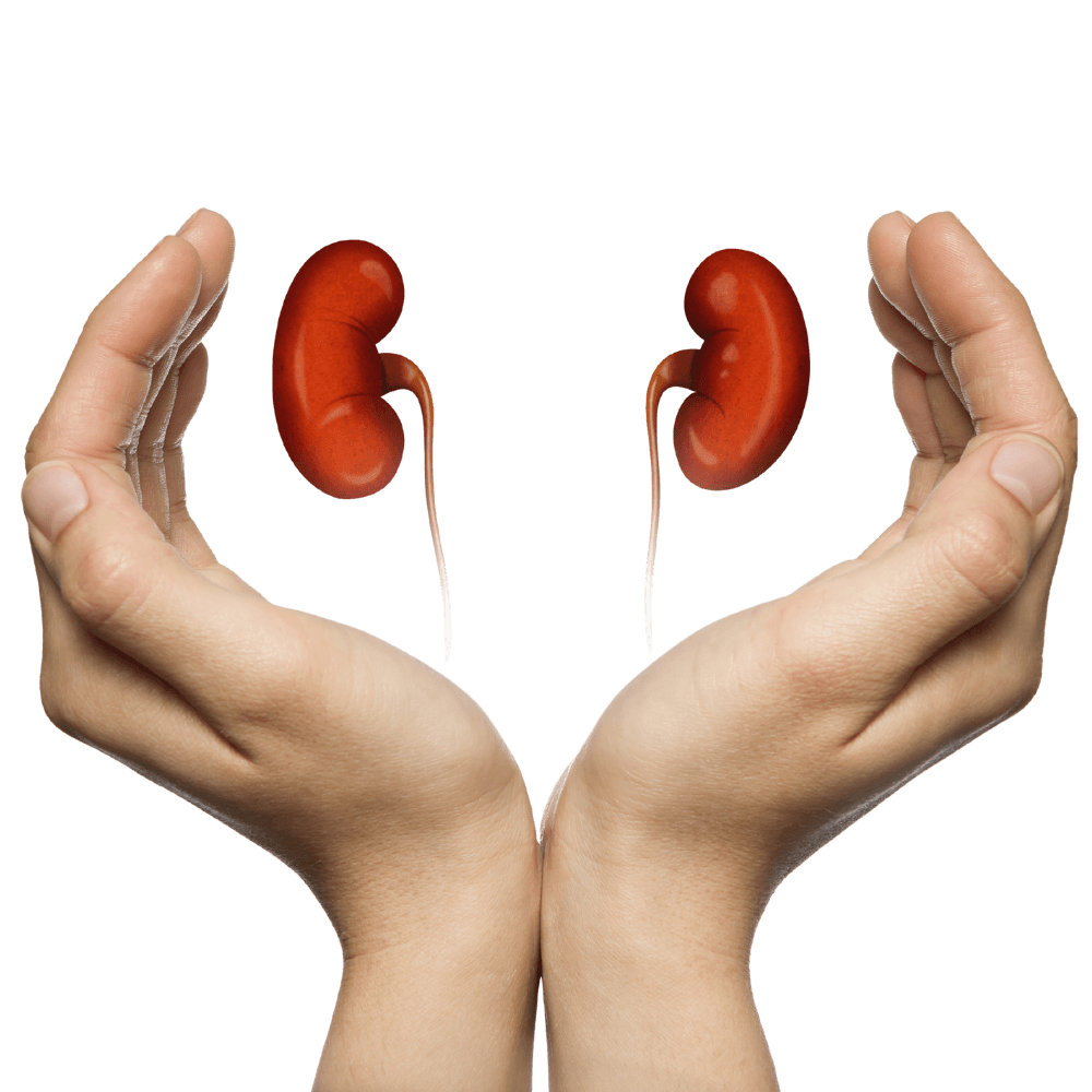Value Based Kidney Care: hands holding kidneys